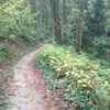 trail bliss heartsmiley
